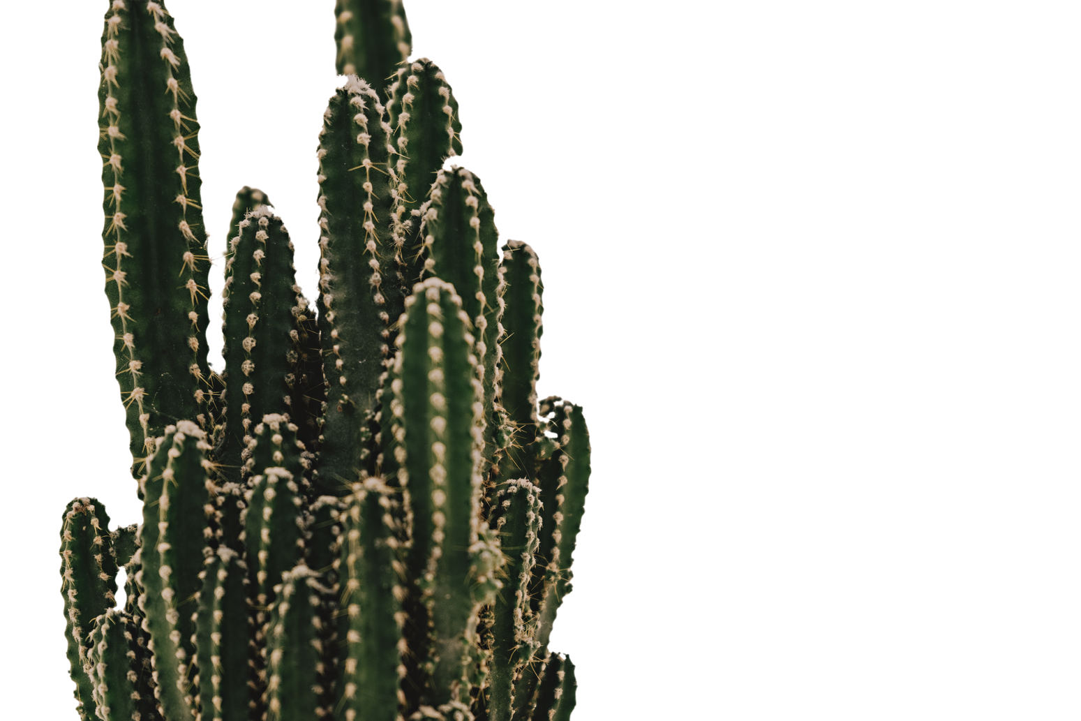 a close up of a cactus plant on a white background