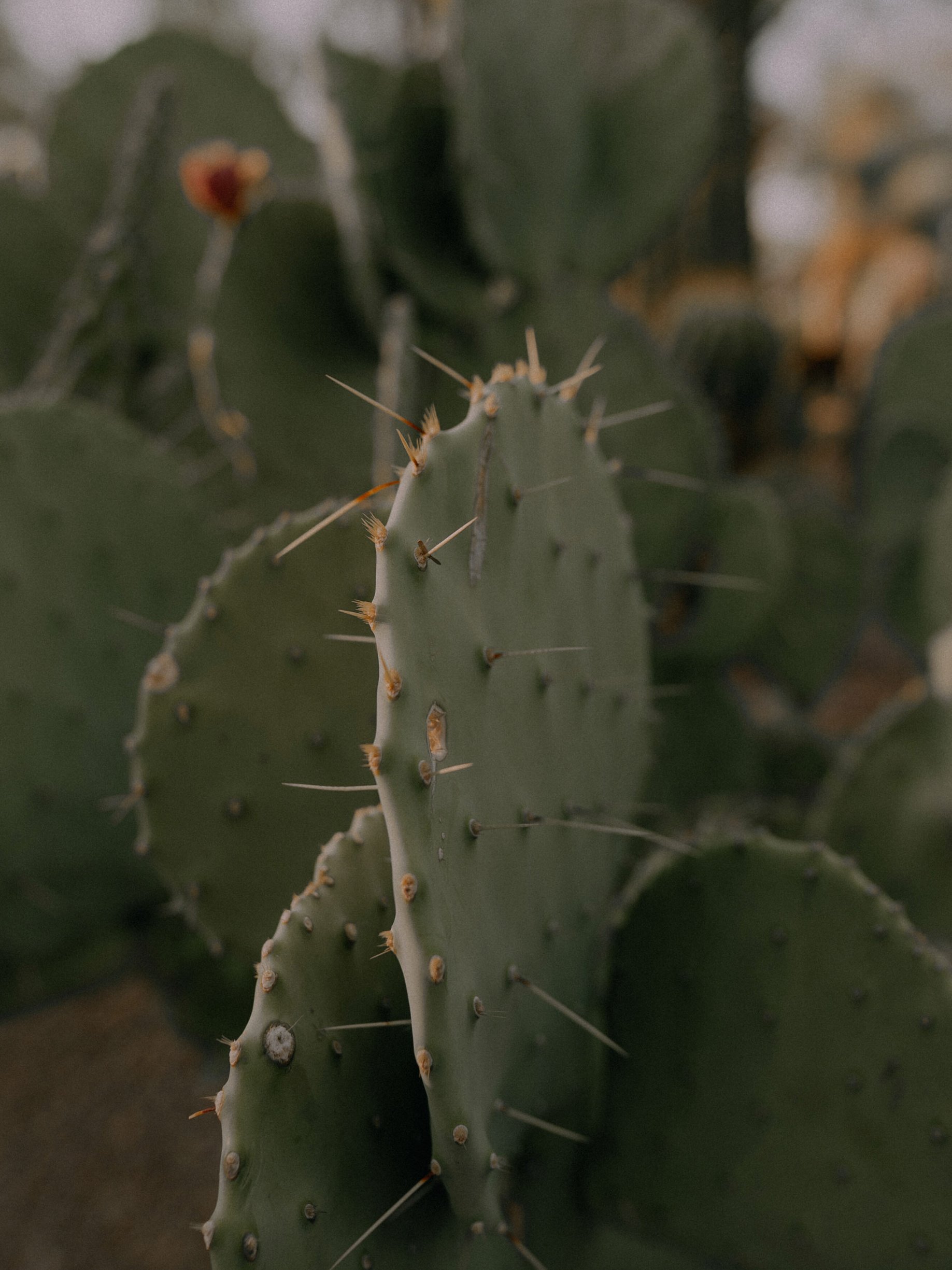 a close up of a cactus plant with lots of thorns