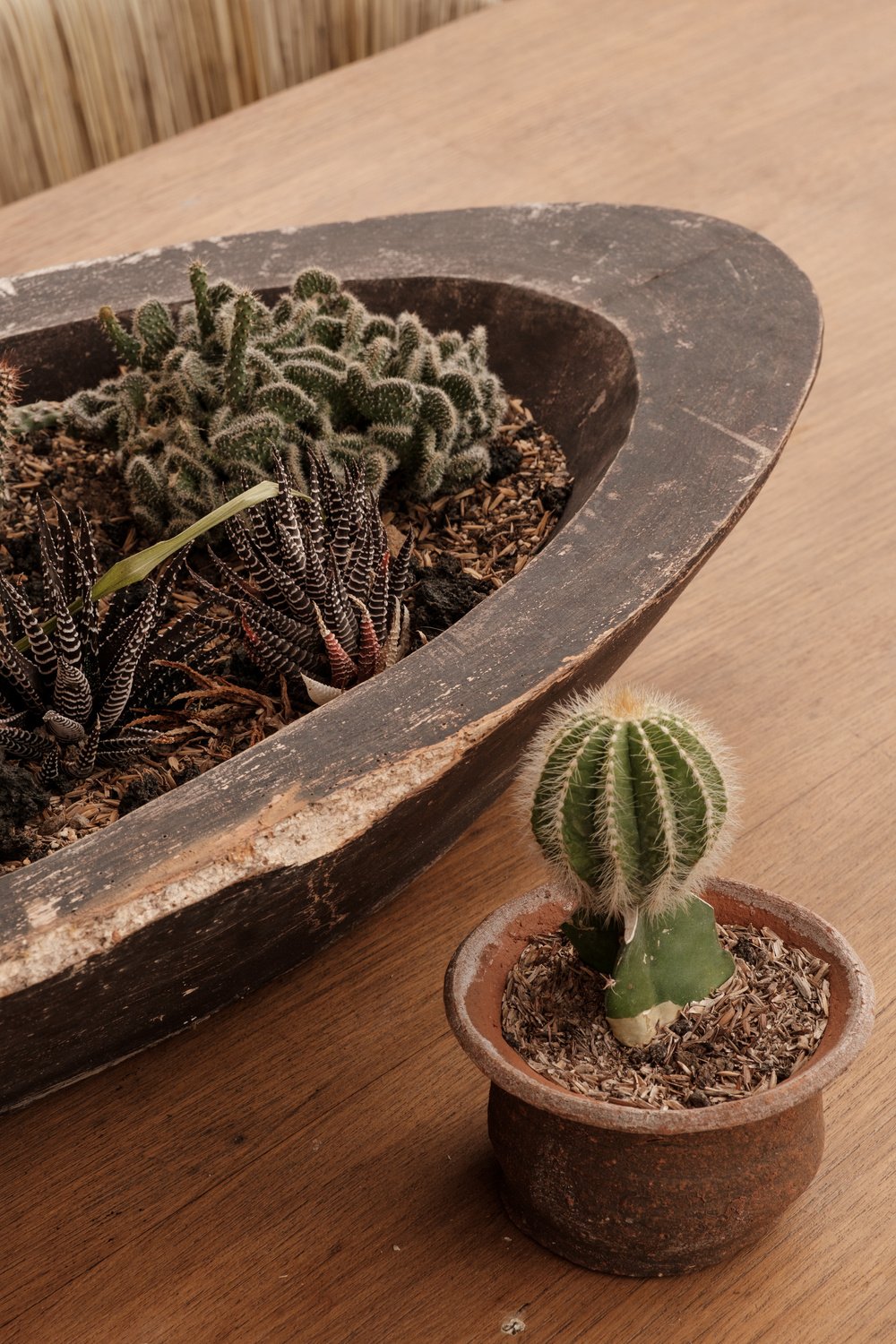 a small cactus plant in a pot on a wooden table