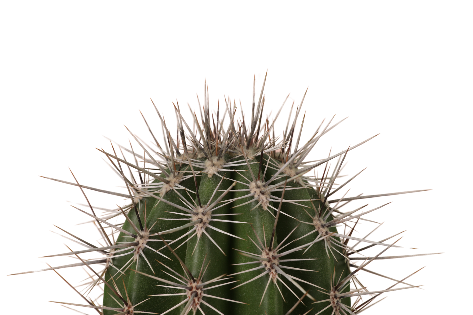 a close up of a cactus on a white background