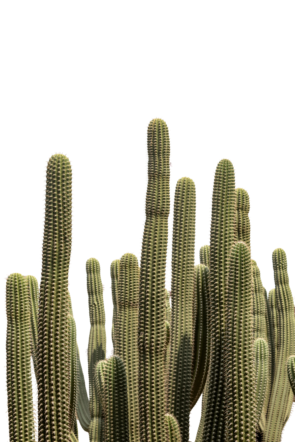 a group of cactus plants on a white background